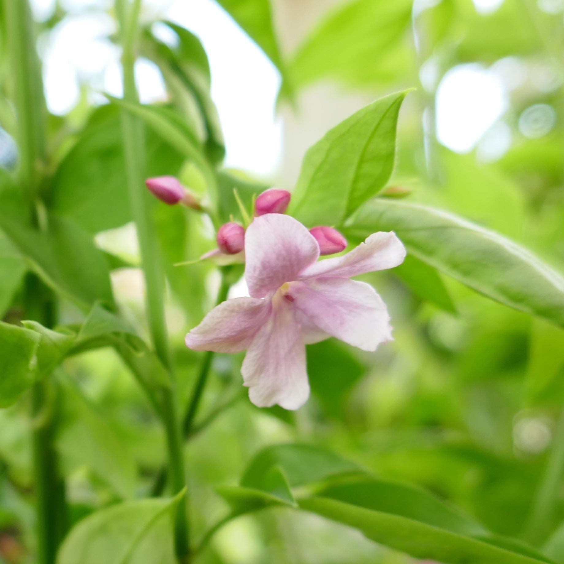 Jasminum x stephanense