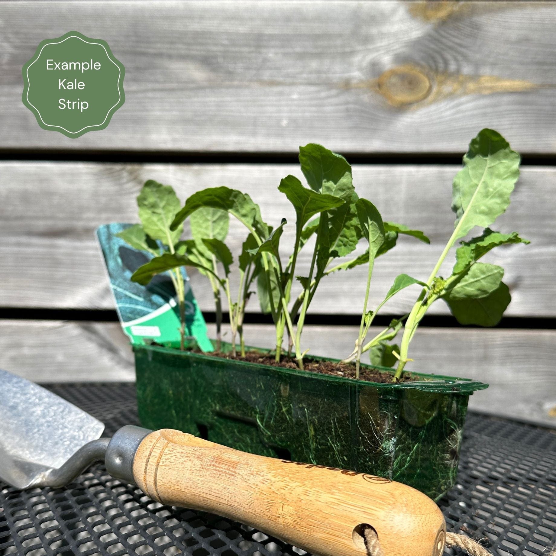 'Cavolo Nero' Black Kale Plants