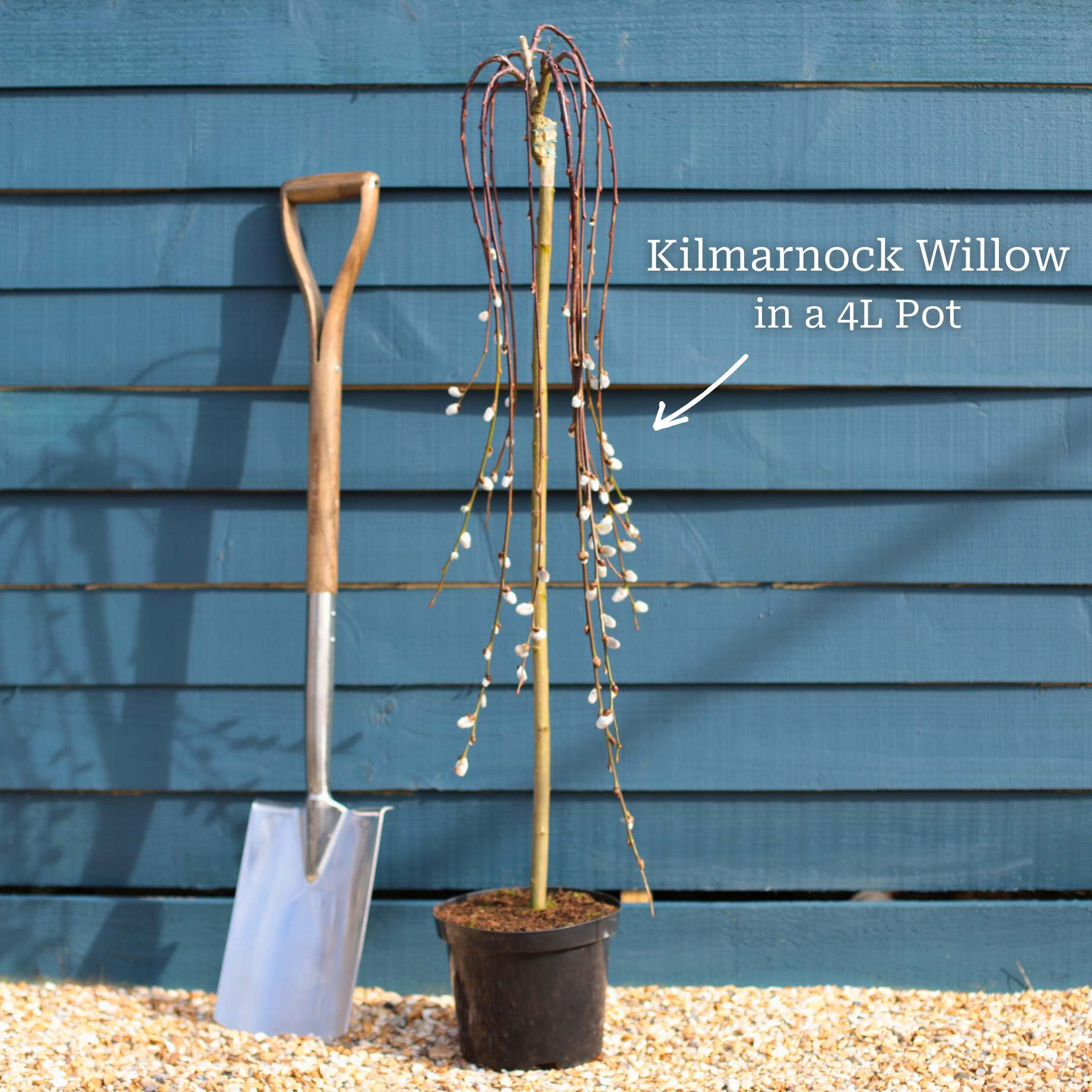 Best Trees for Small Gardens