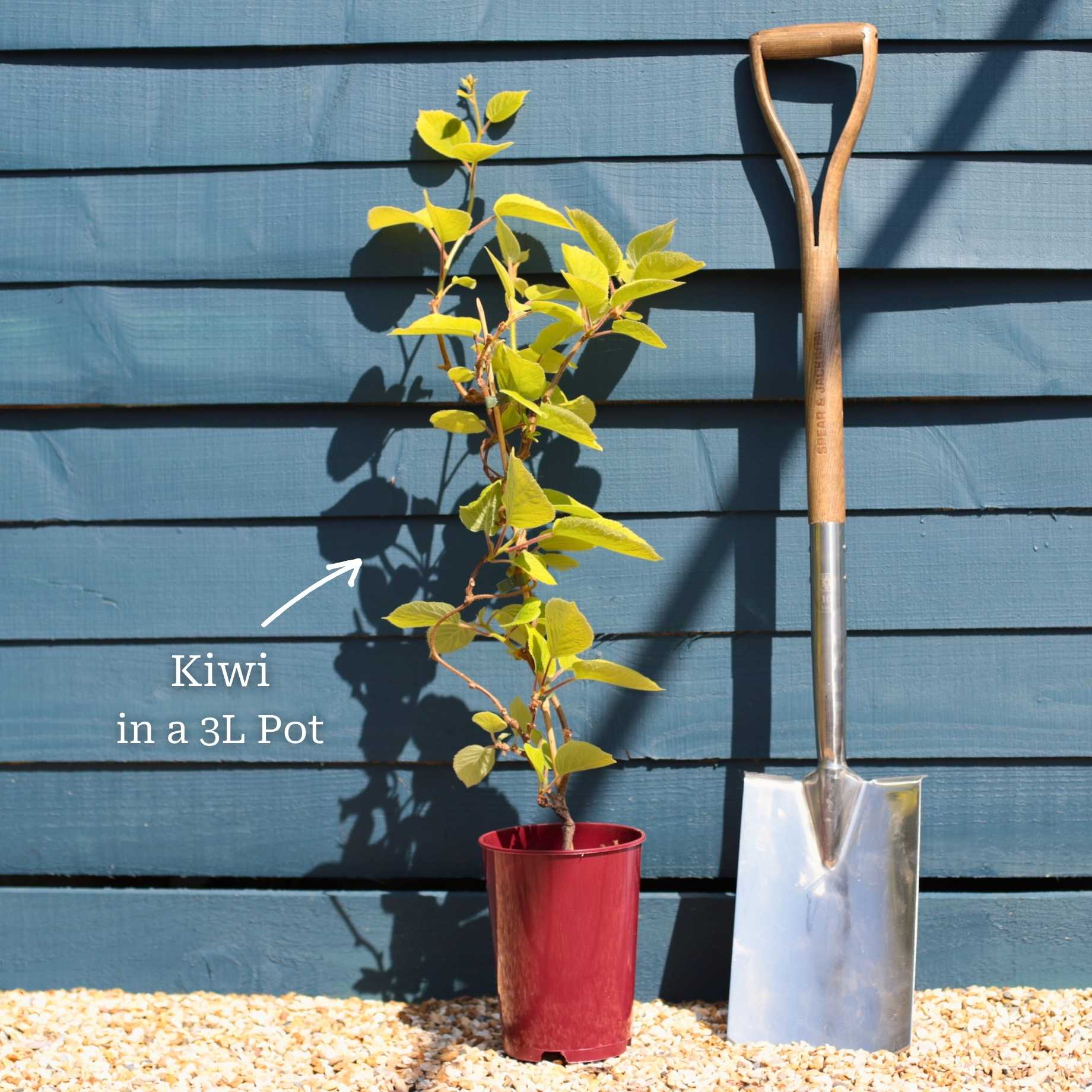 'Issai' Hardy Kiwi Plant