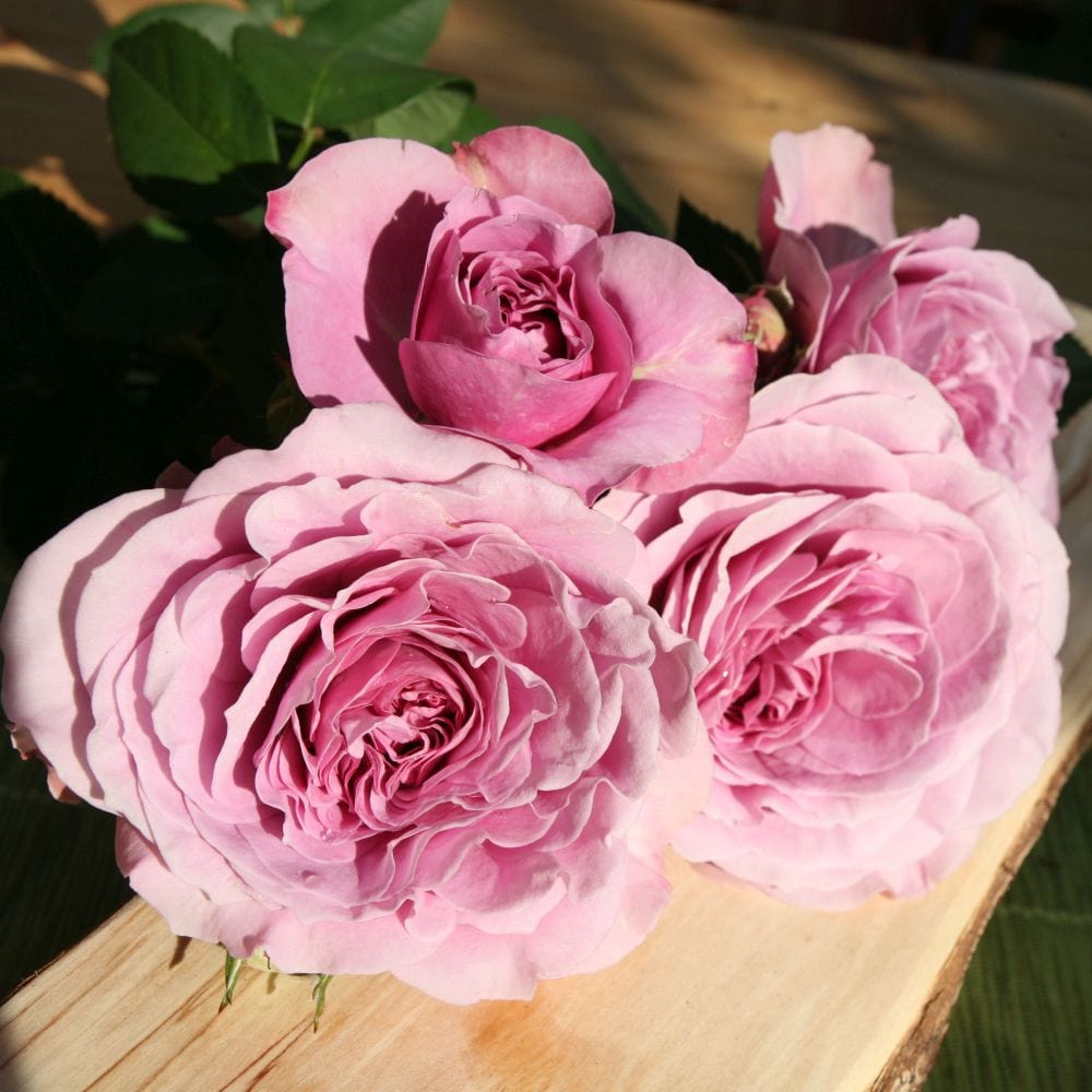 'Lavender Ice' Patio Shrub Rose