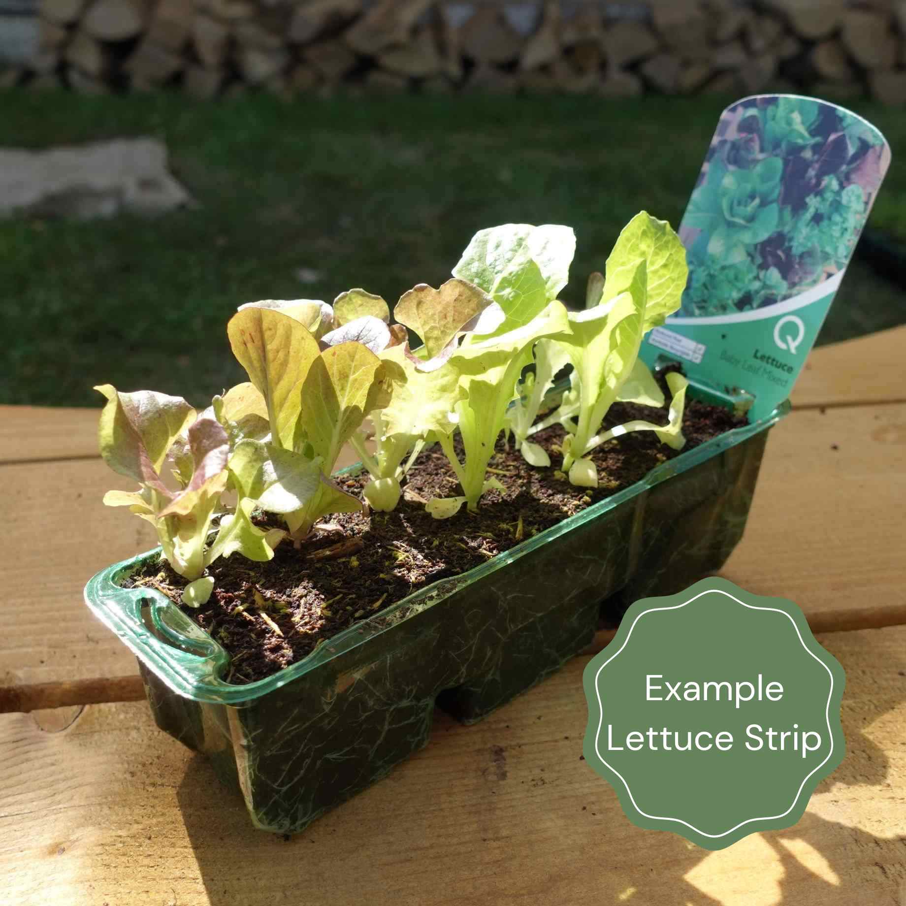'Lollo Rossa' Lettuce Plants