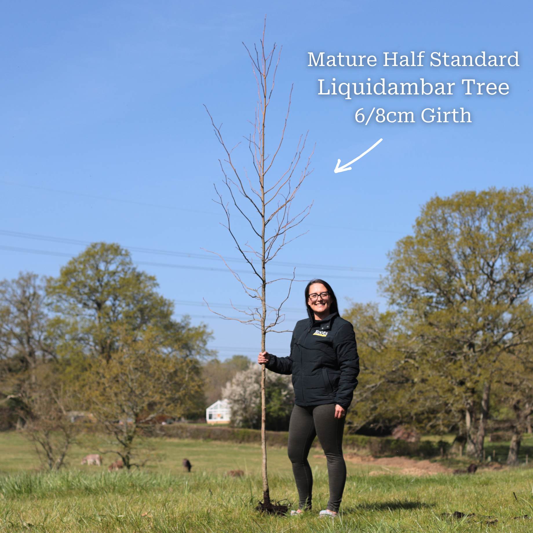 Liquidambar styraciflua