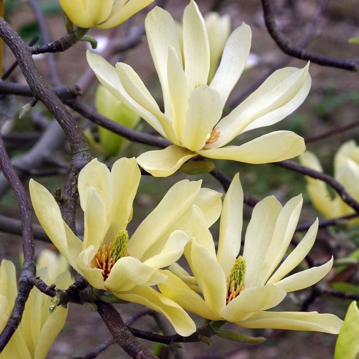 Magnolia 'Butterflies'