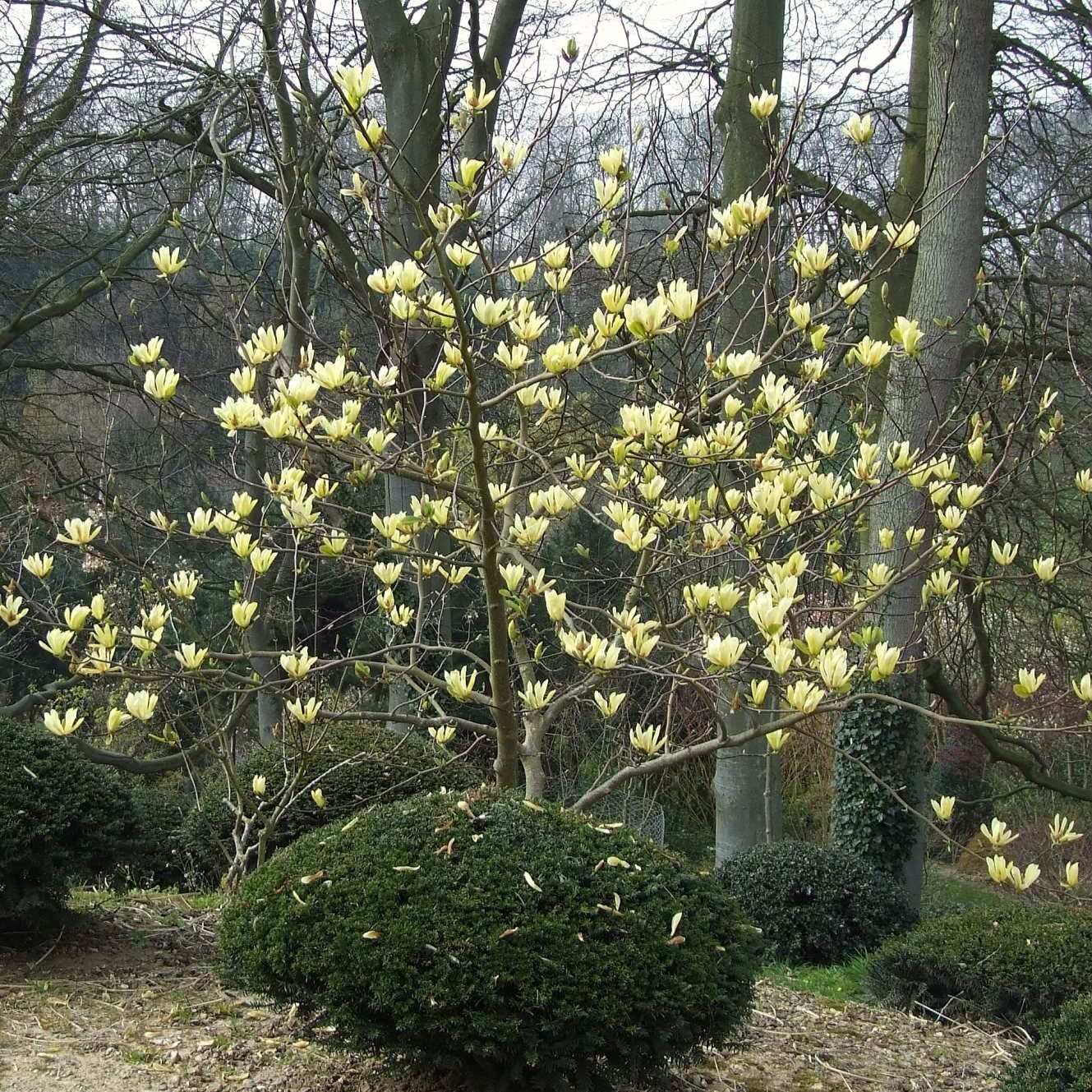 Magnolia 'Butterflies'