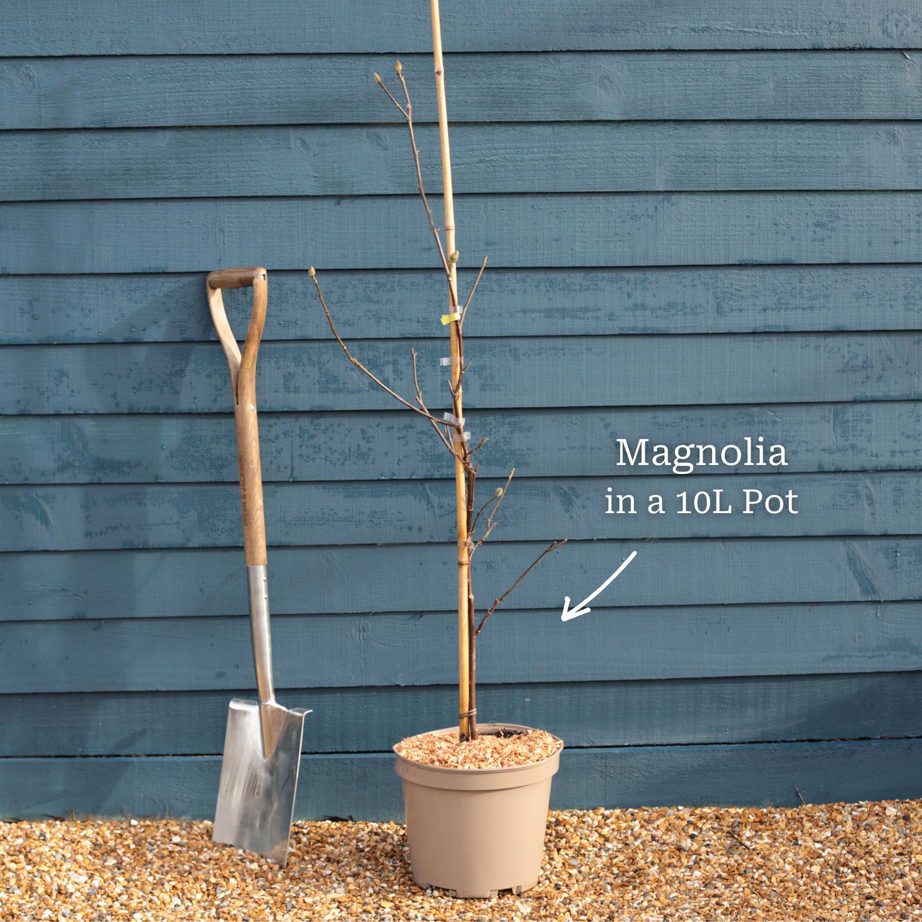 Magnolia 'Butterflies'