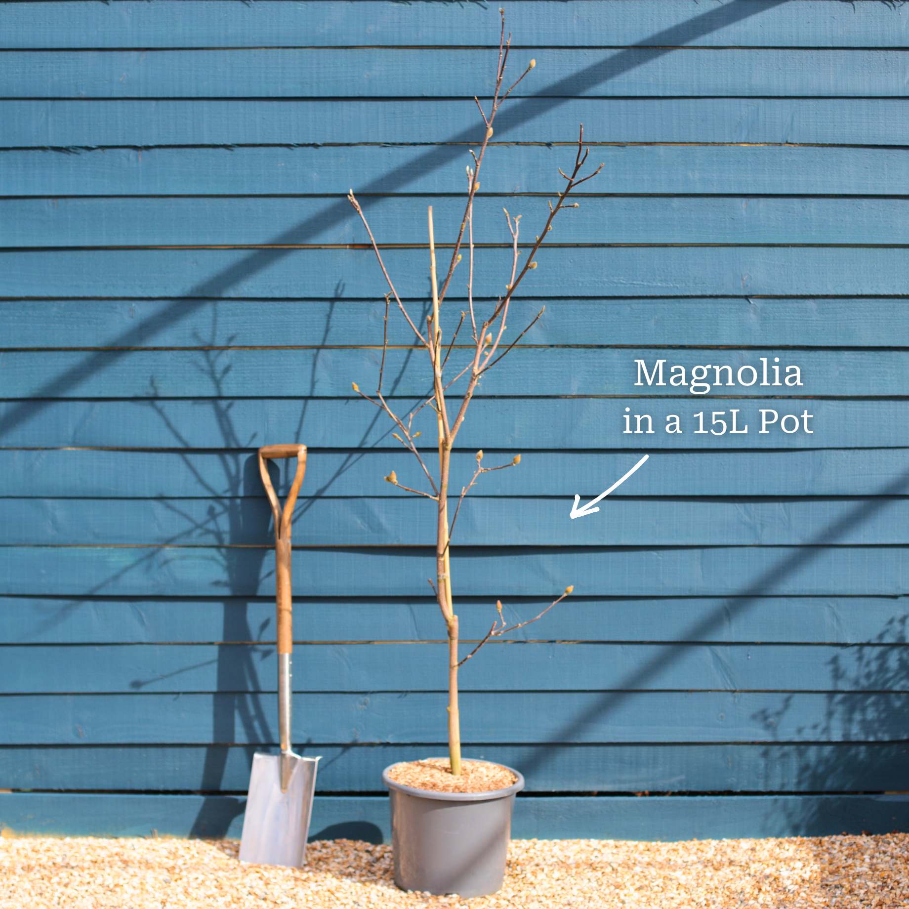 Magnolia 'Genie'