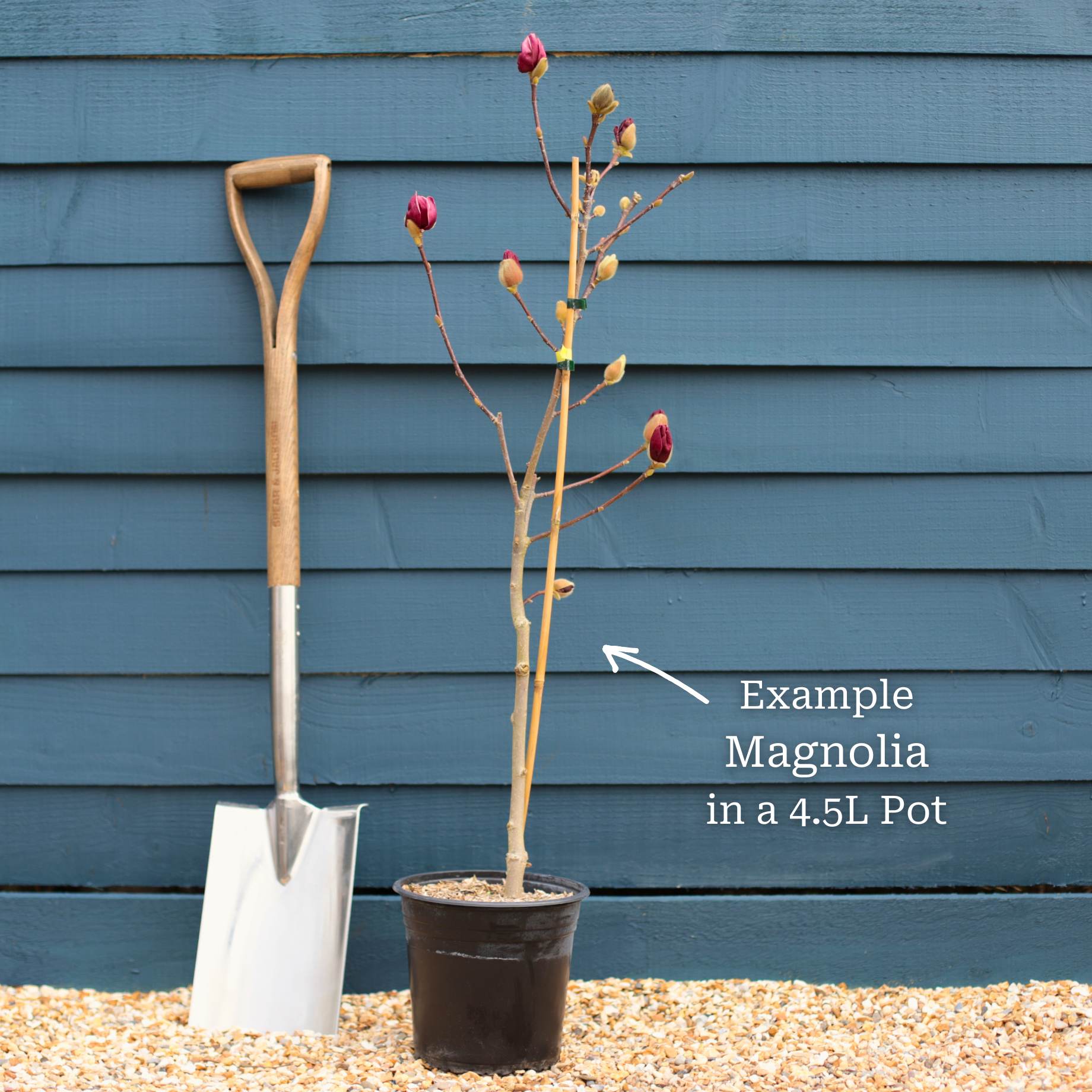 Magnolia 'Genie'