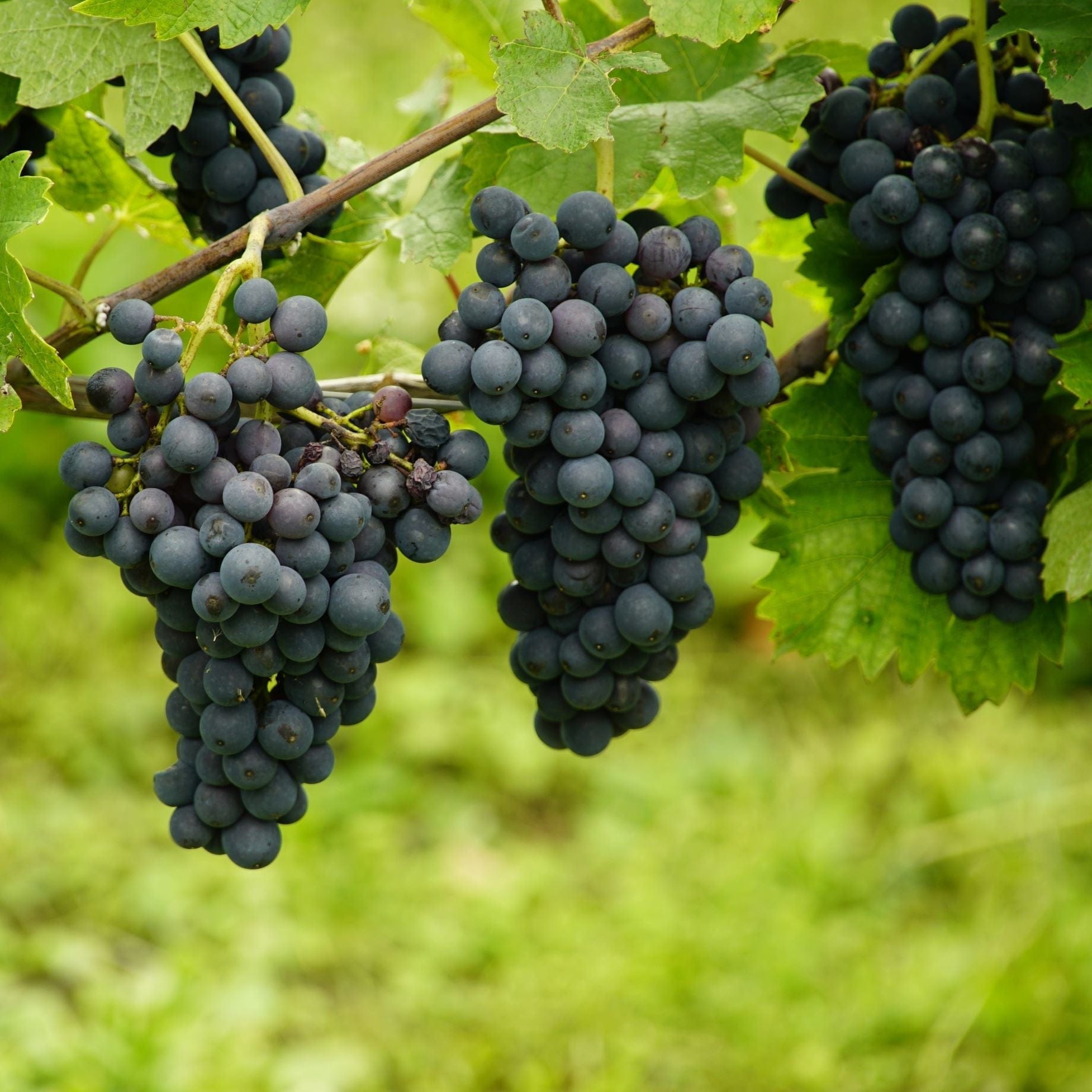 'Maréchal Foch' Outdoor Grape Vine