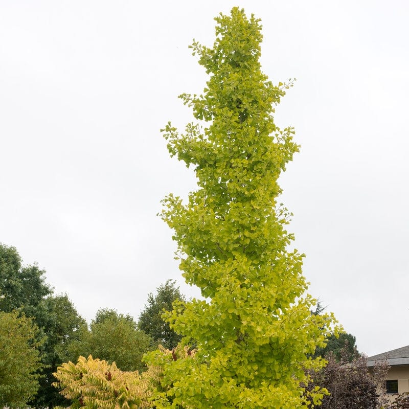 Ginkgo biloba 'Menhir'