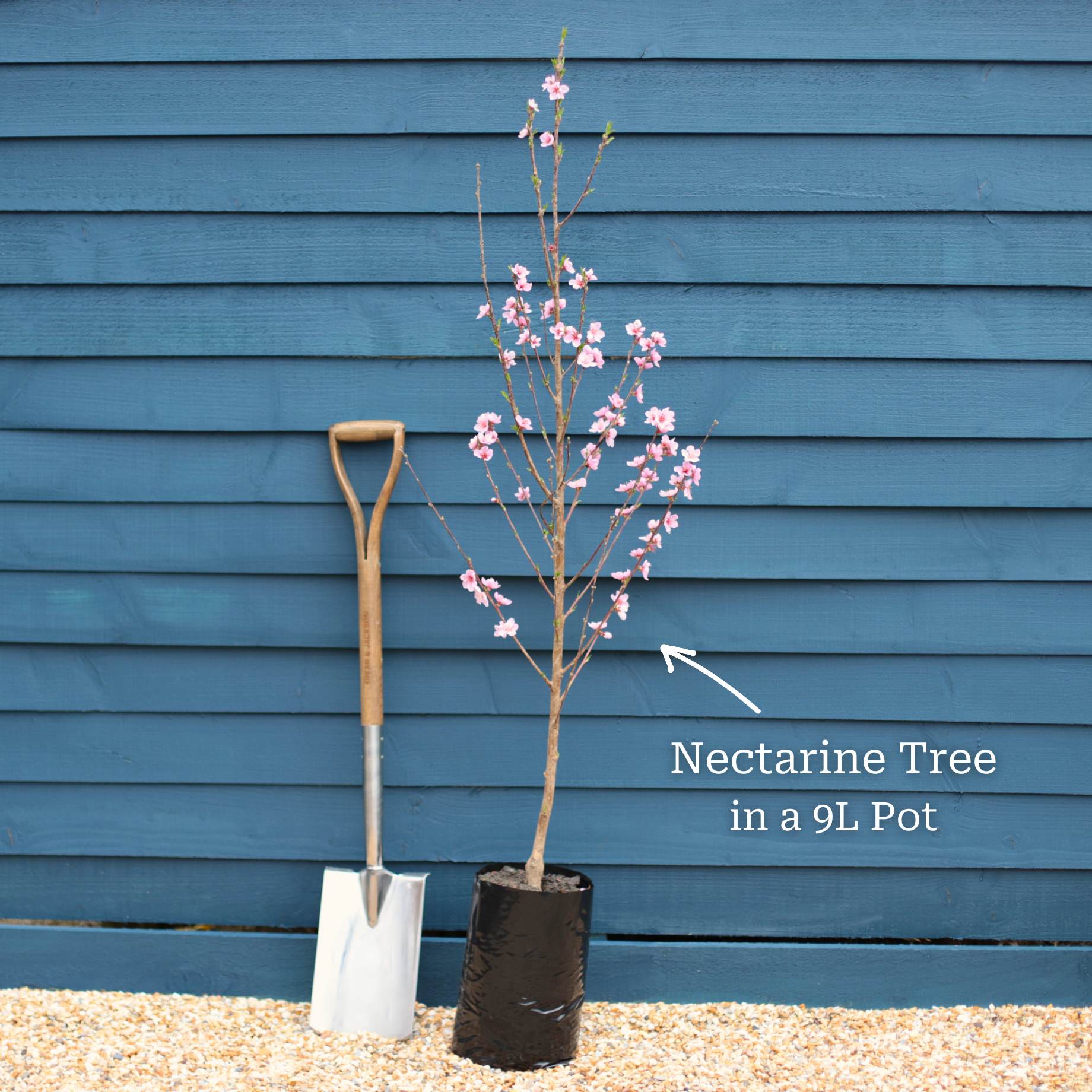 'Flat' Nectarine Tree
