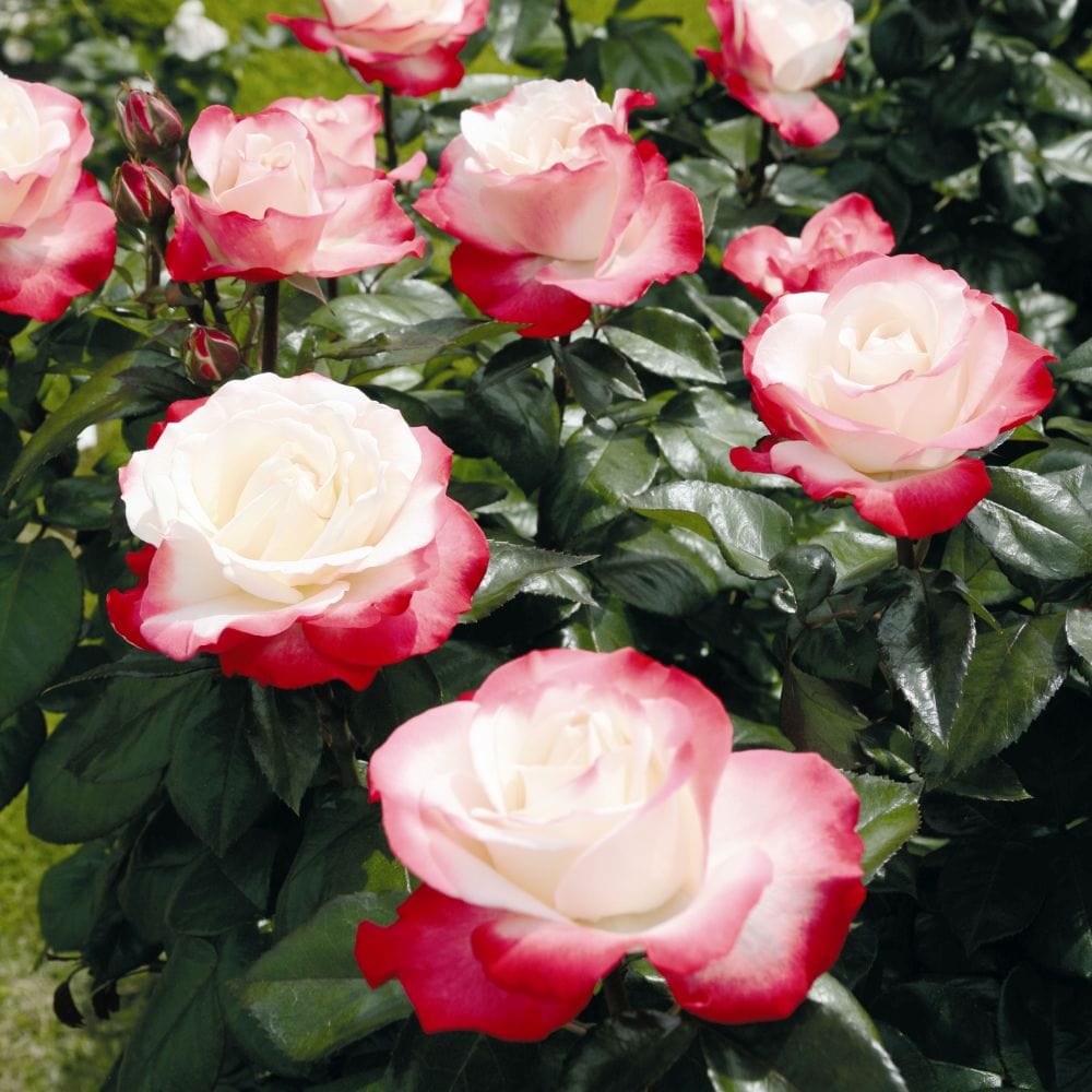 'Nostalgia' Hybrid Tea Rose
