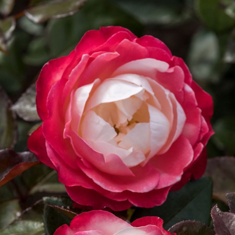 'Nostalgia' Hybrid Tea Rose