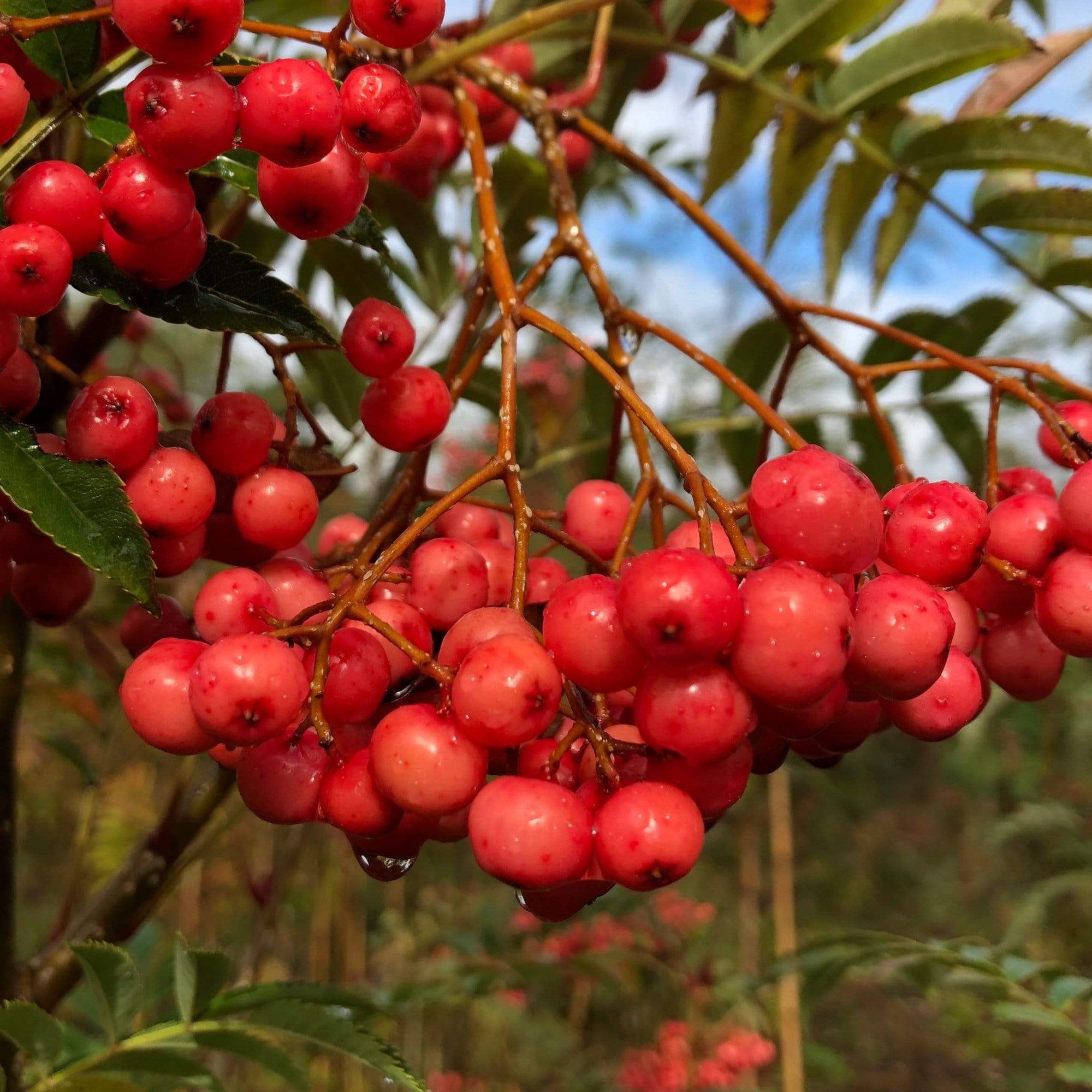 Sorbus vilmorinii