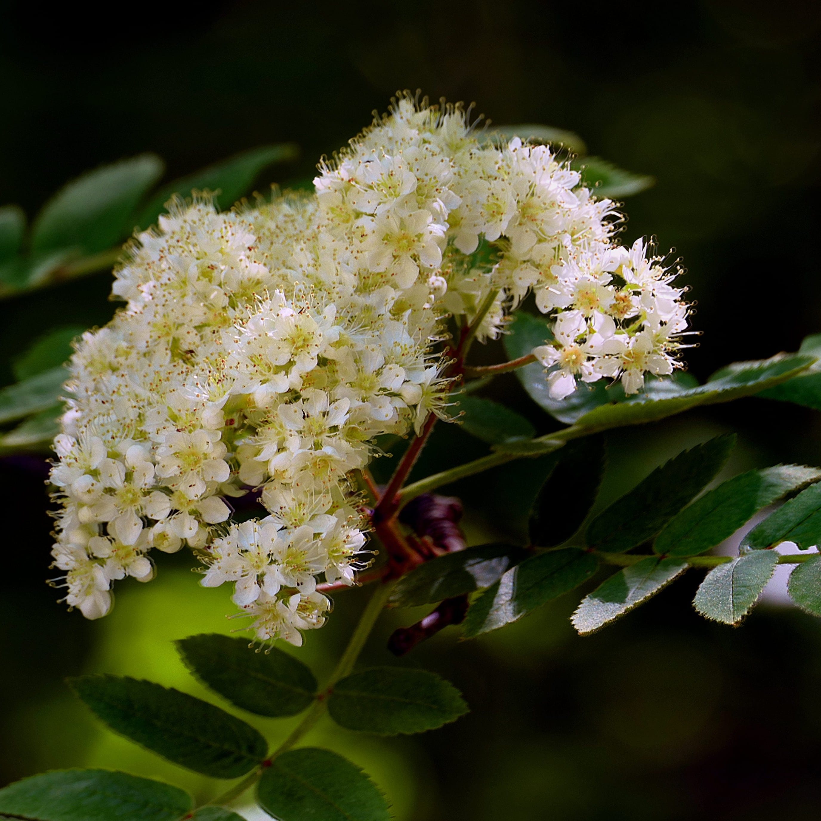 Sorbus vilmorinii
