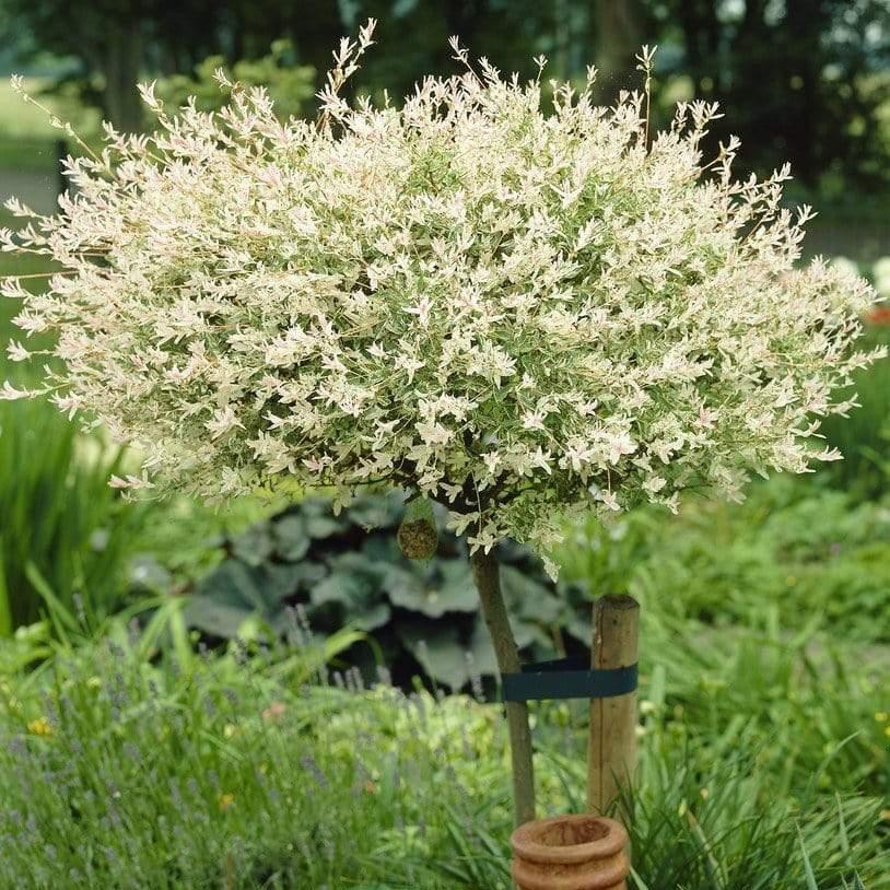 Salix integra 'Hakuro-Nishiki'