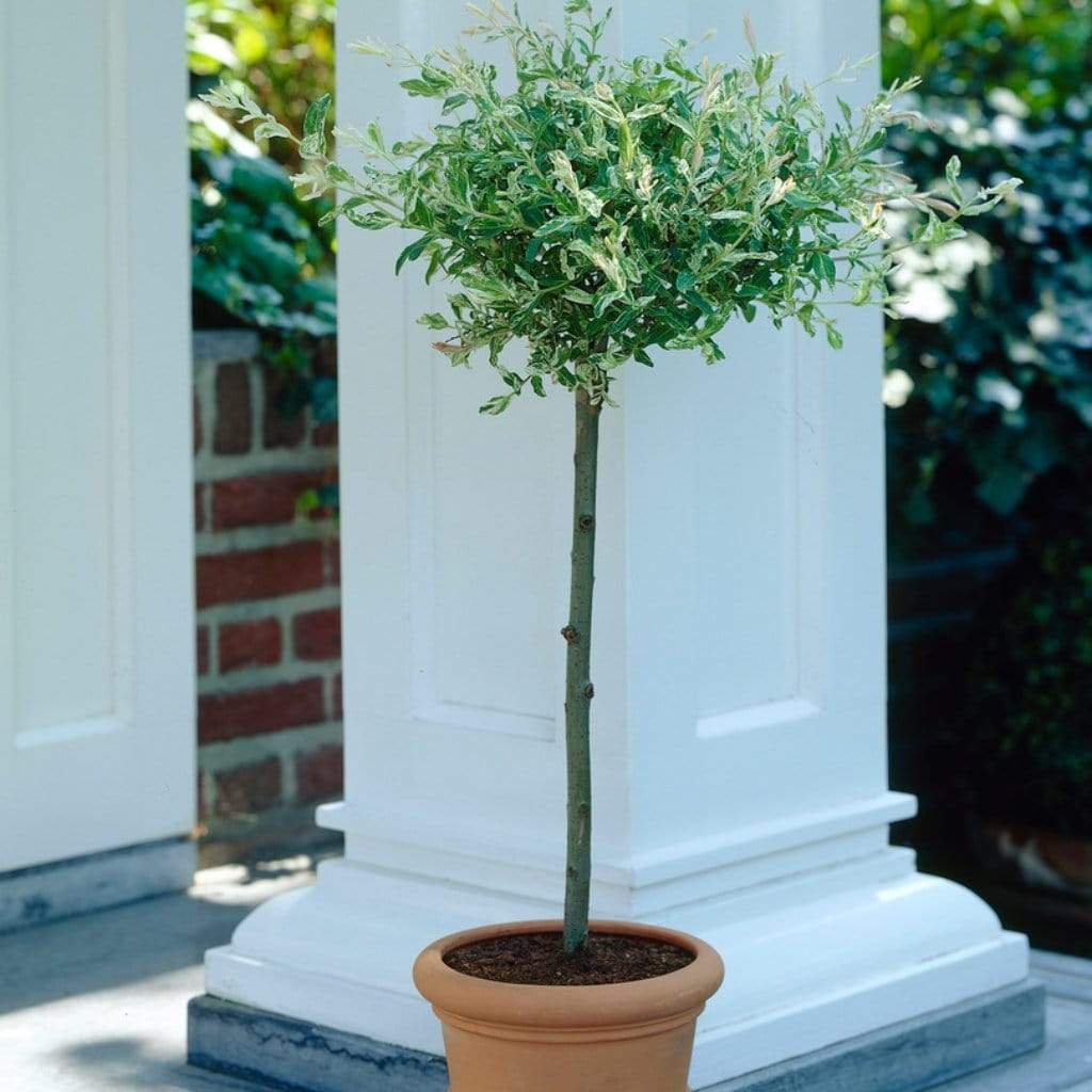 Salix integra 'Hakuro-Nishiki'