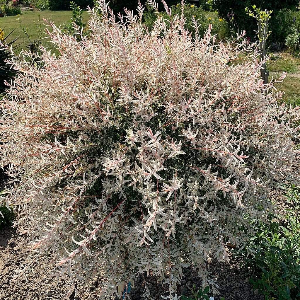 Salix integra 'Hakuro-Nishiki'