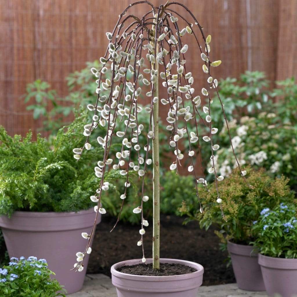 Best Trees for Small Gardens