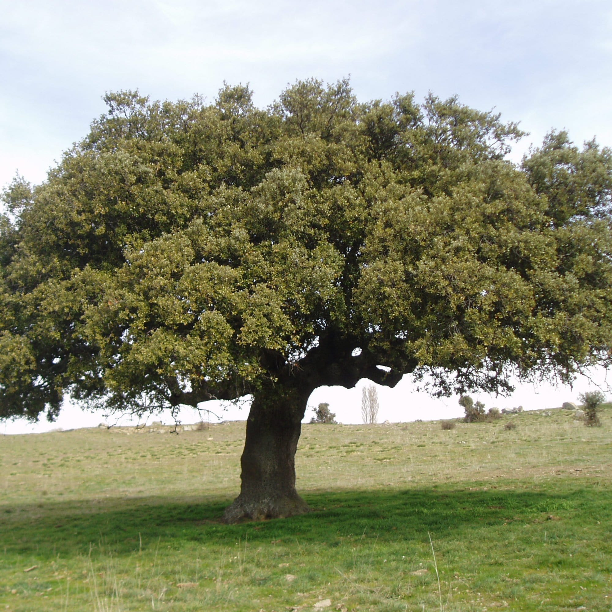 Quercus ilex