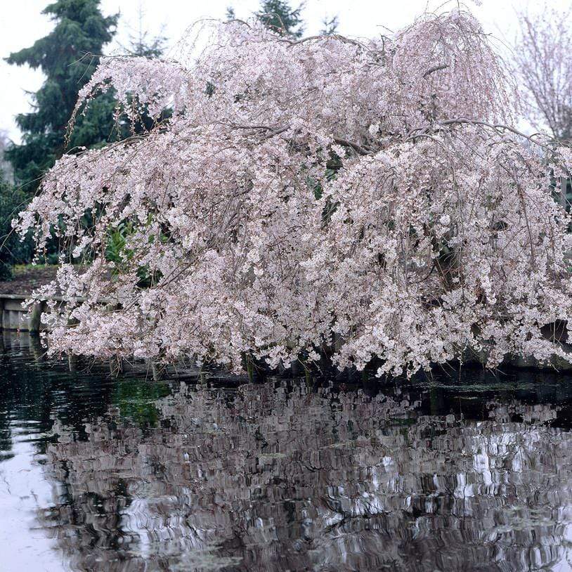 Prunus yedoensis
