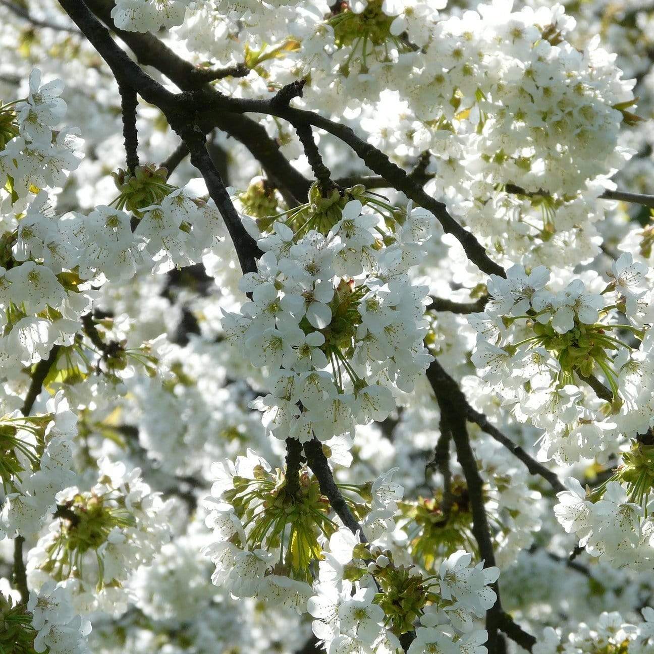 Prunus yedoensis