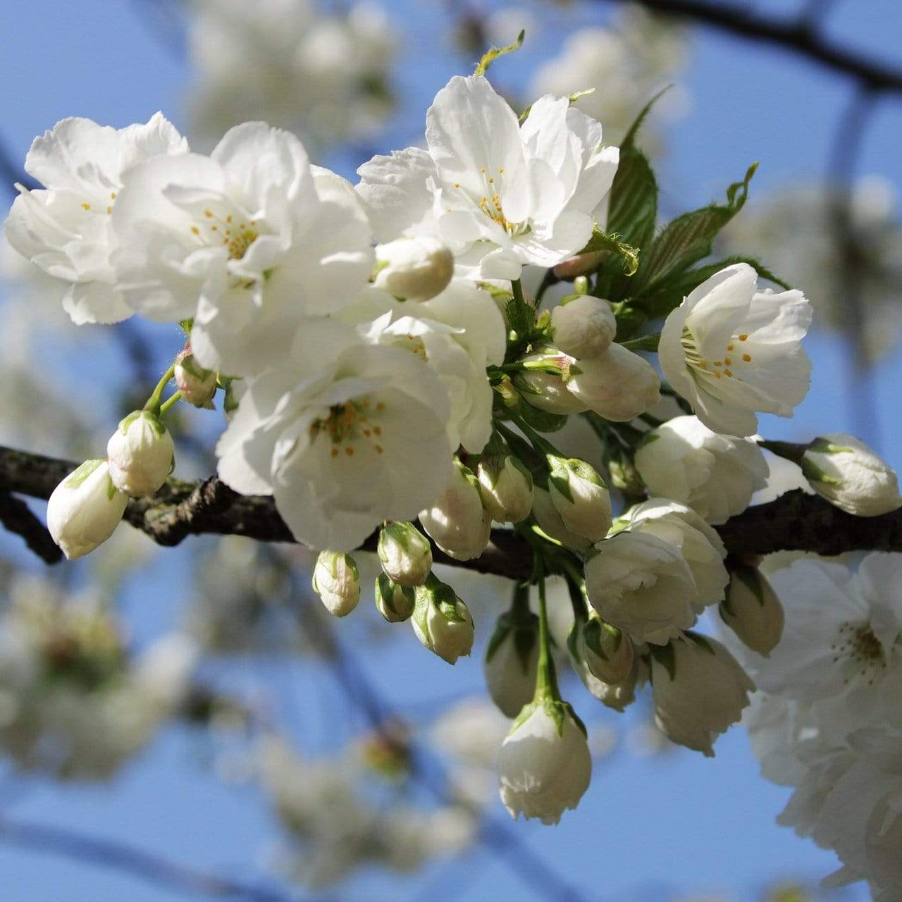 Prunus yedoensis