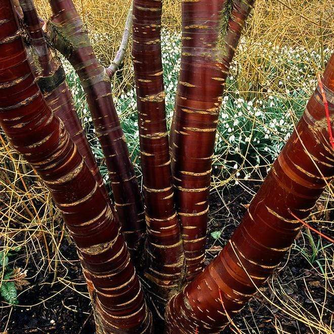Prunus serrula
