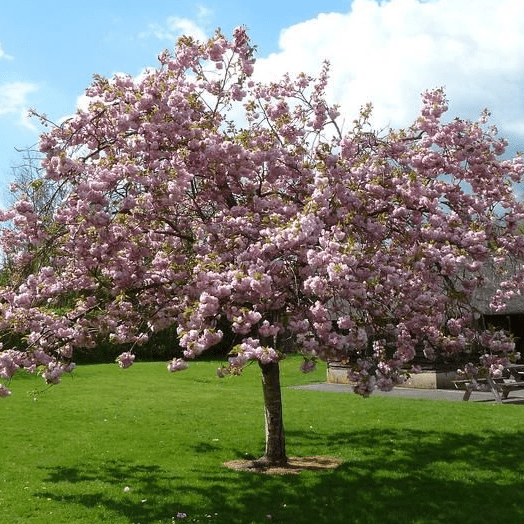 'Pink Perfection' Cherry Blossom Tree