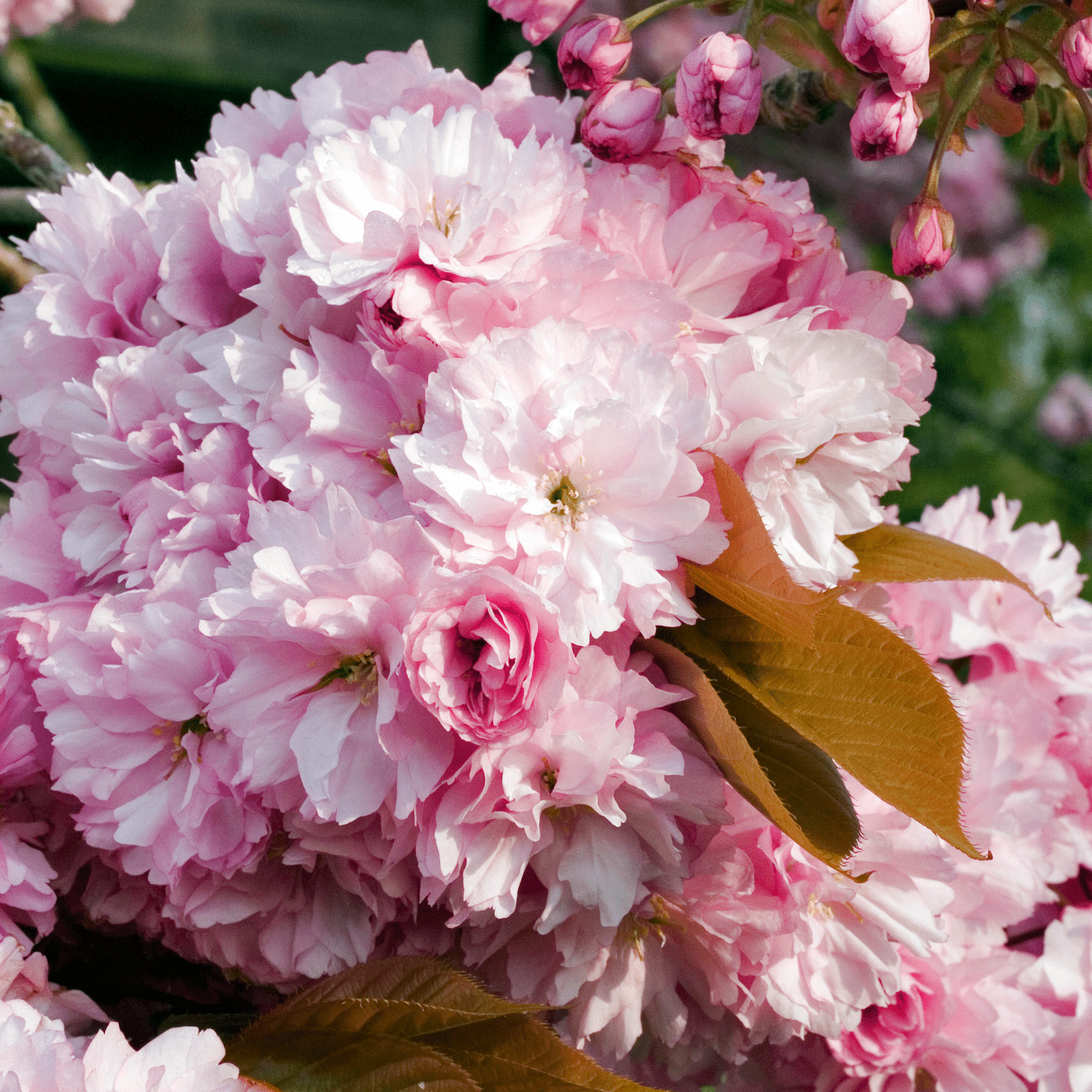 'Pink Perfection' Cherry Blossom Tree