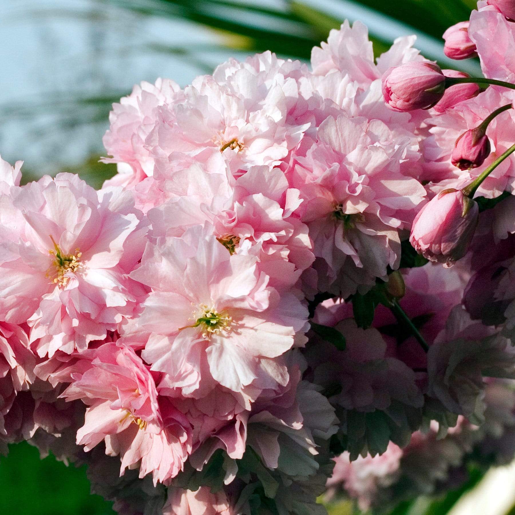 'Pink Perfection' Cherry Blossom Tree