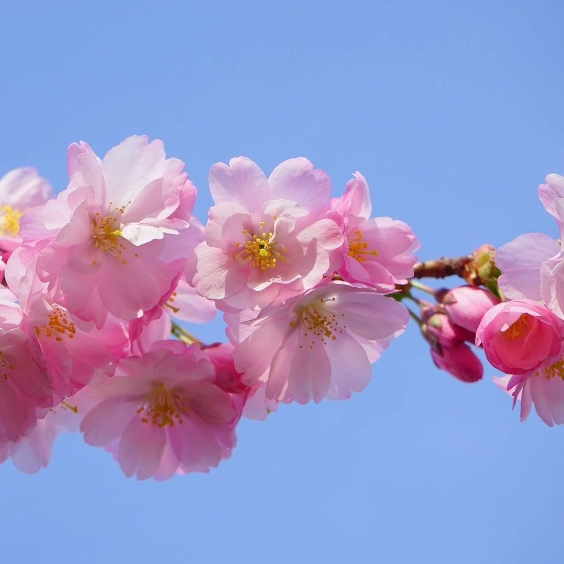 'Pink Perfection' Cherry Blossom Tree