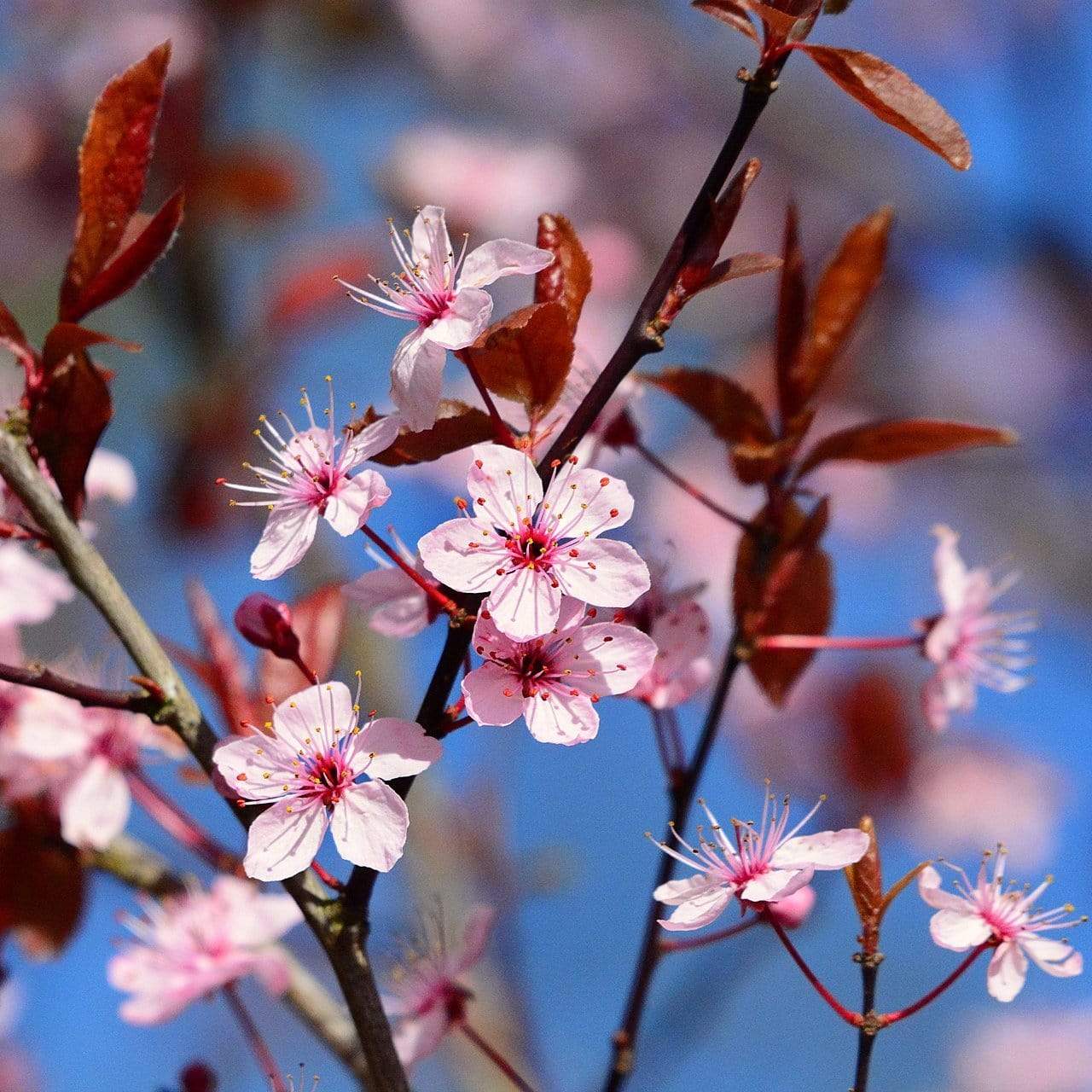 Prunus cerasifera 'Nigra'