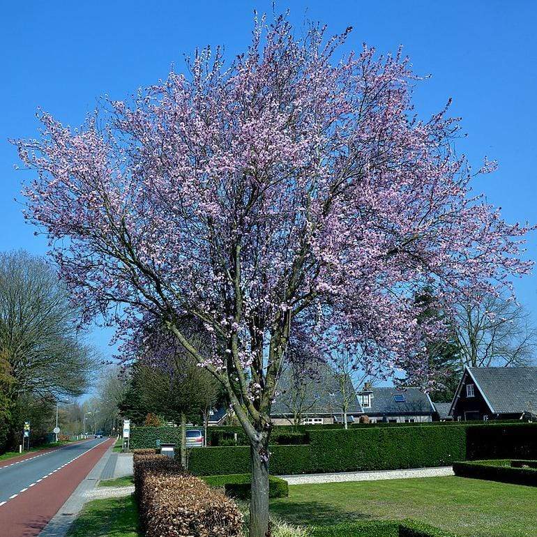 Prunus cerasifera 'Nigra'