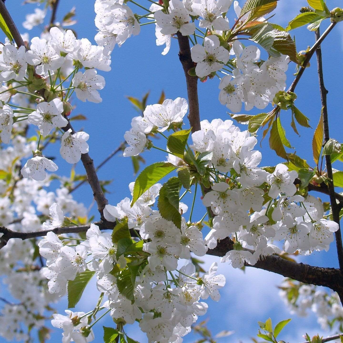 Prunus 'Tai-Haku'