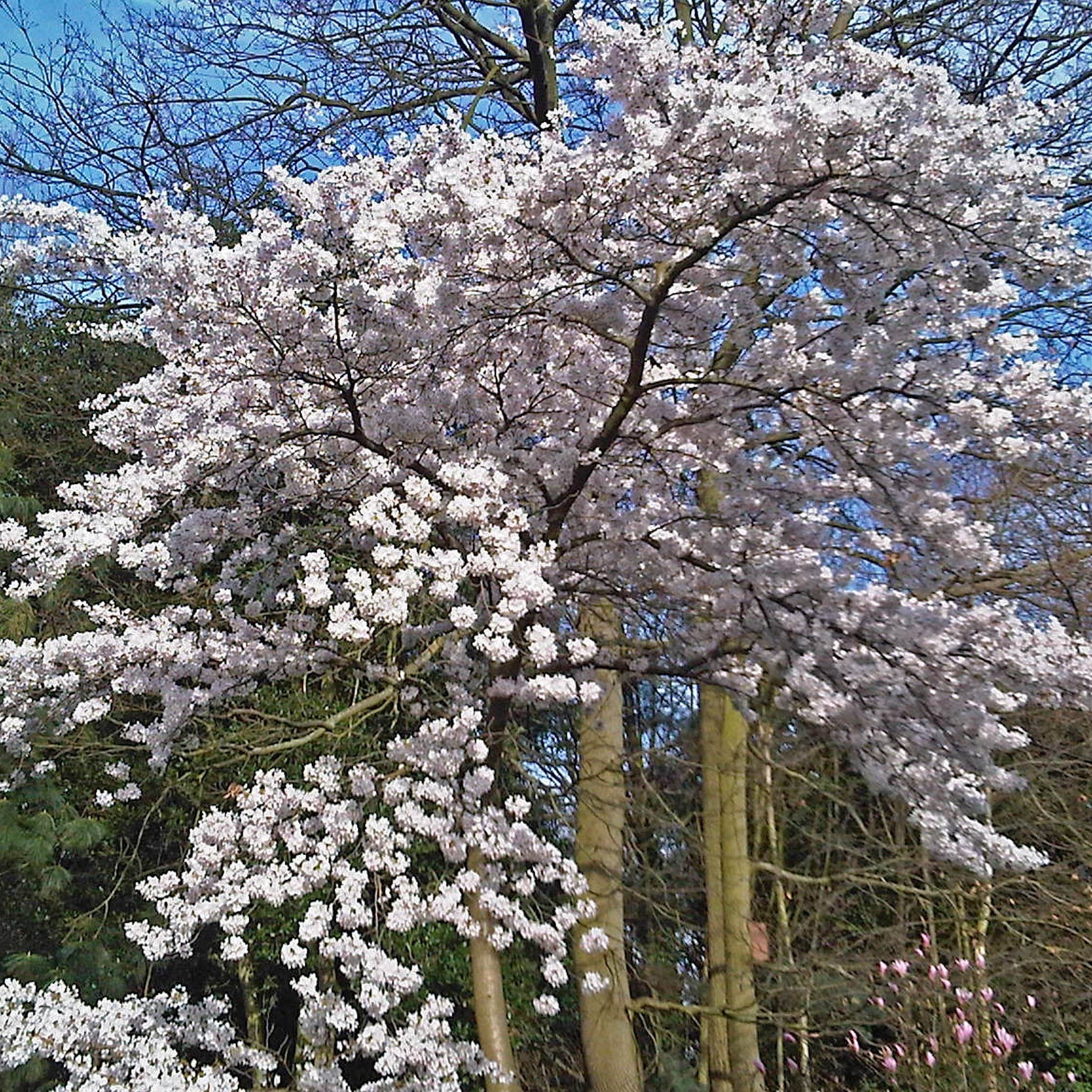Prunus 'Tai-Haku'