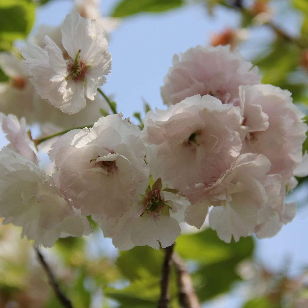Prunus 'Shogetsu'