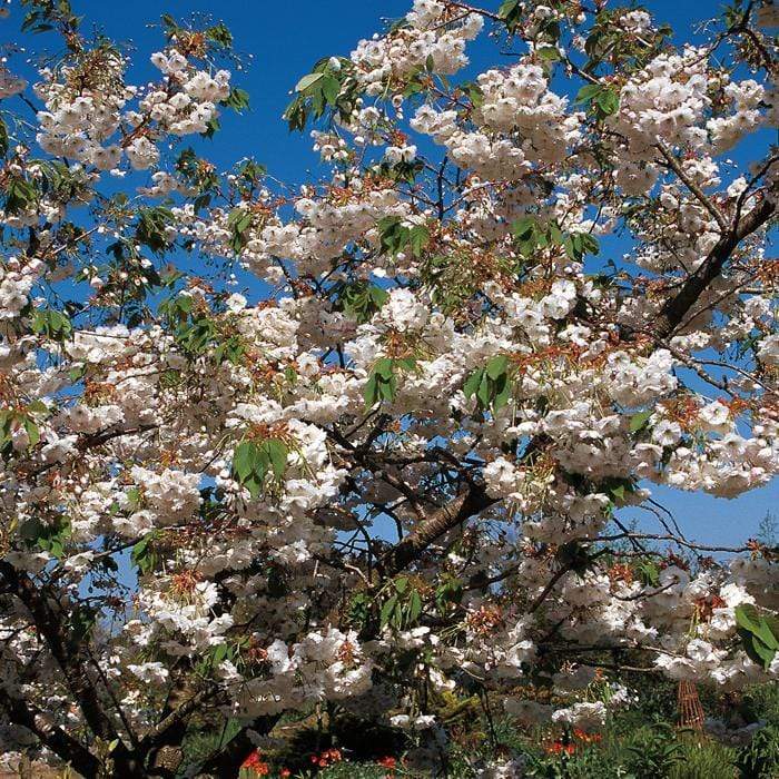 Prunus 'Shogetsu'