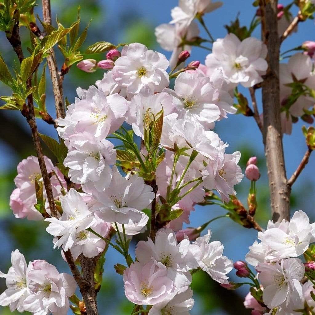 Prunus Amanogawa