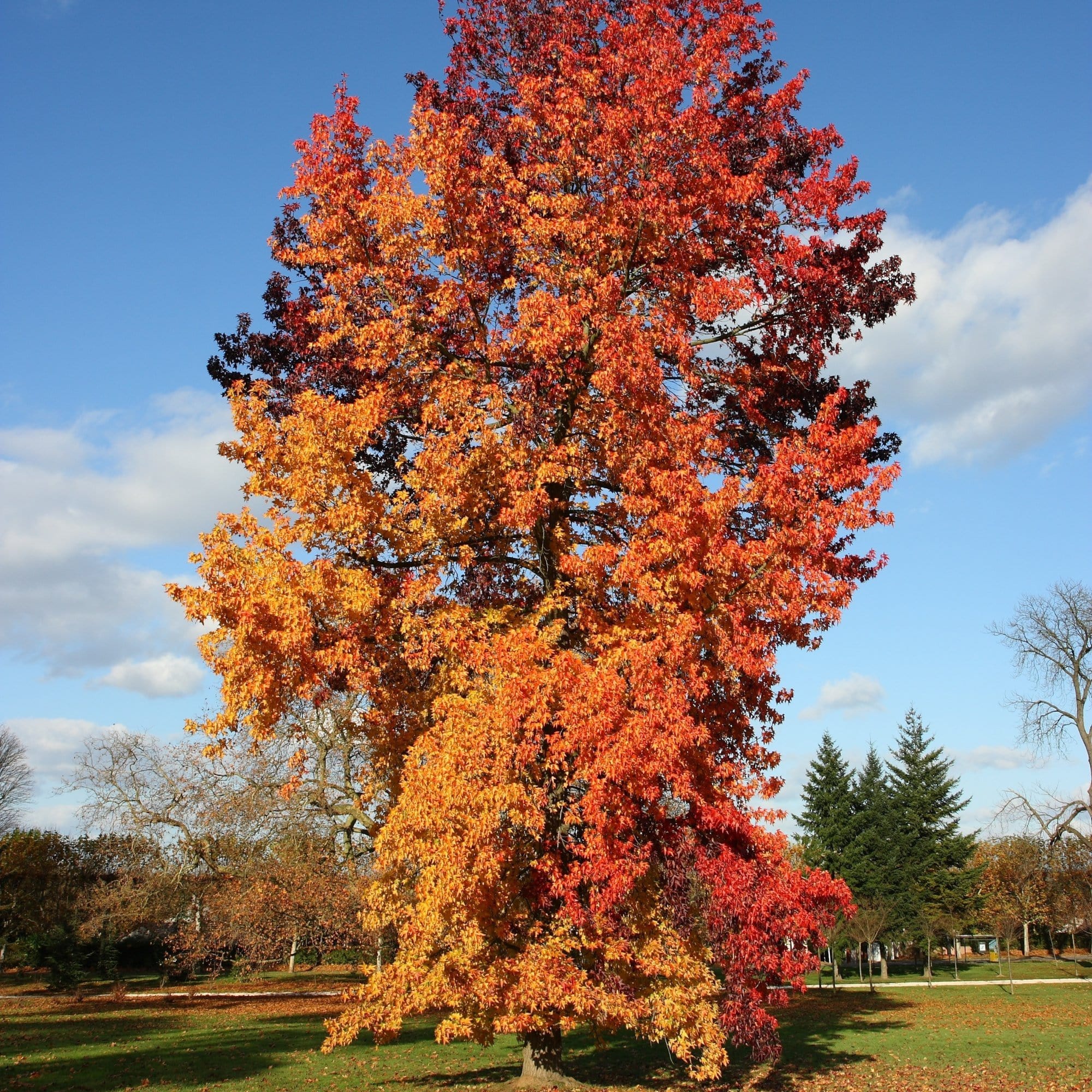 Liquidambar styraciflua