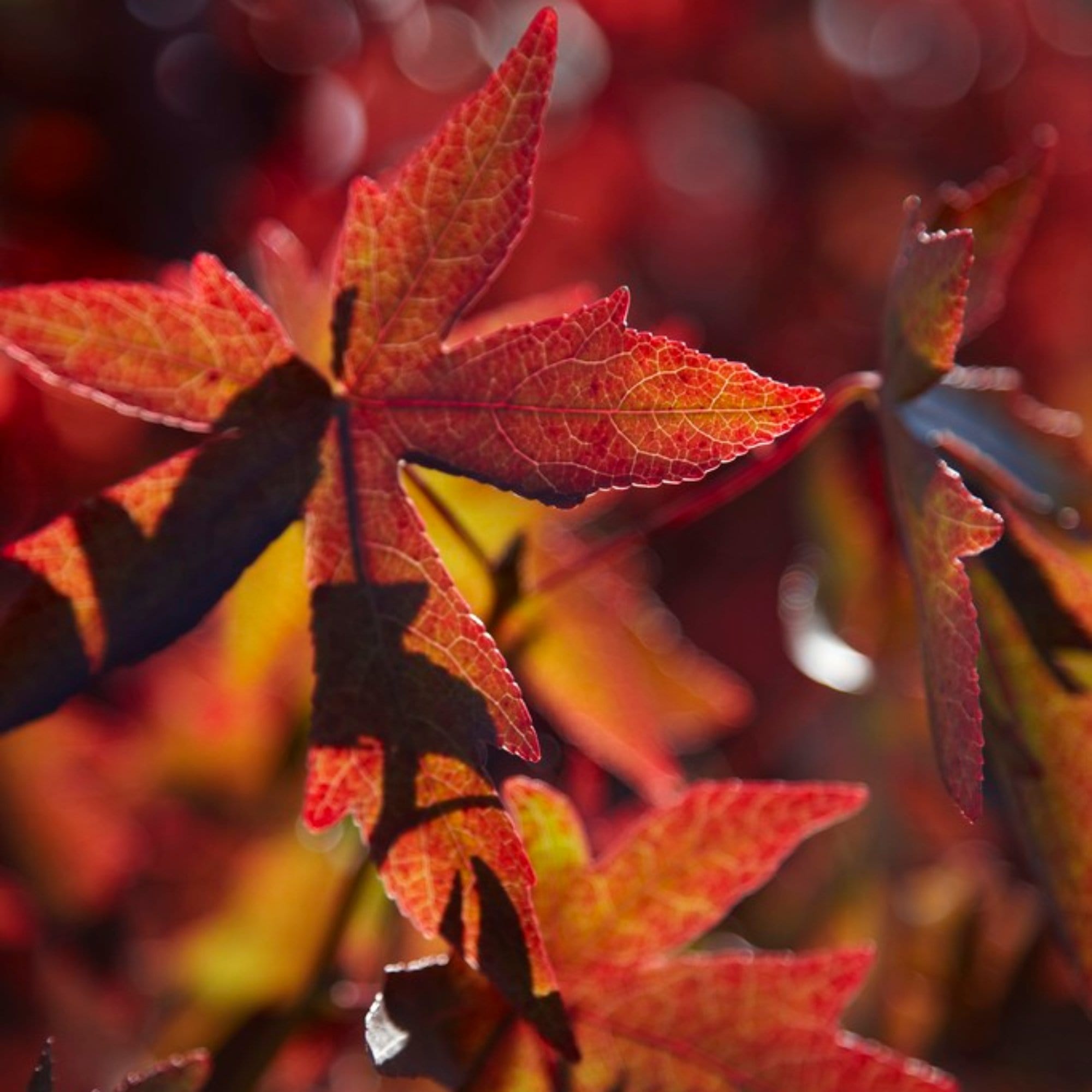 Liquidambar styraciflua