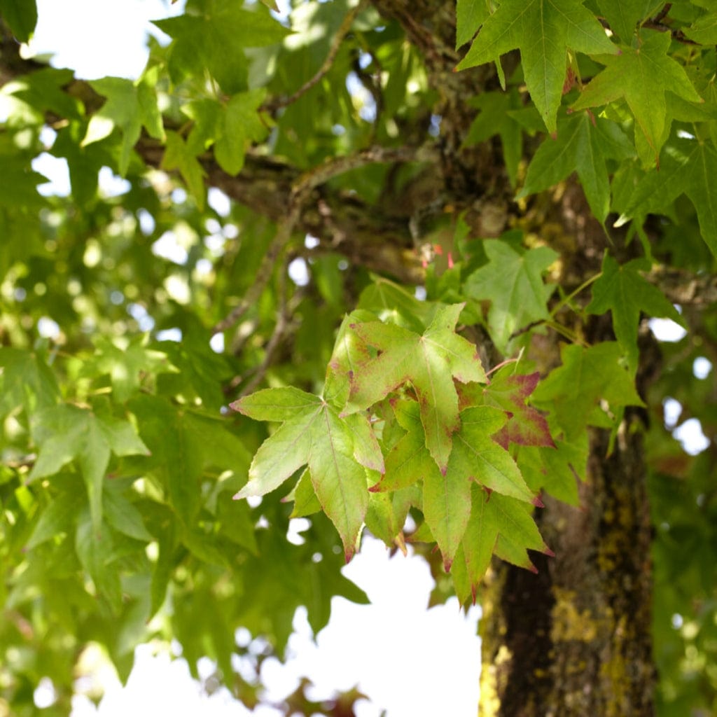 Liquidambar styraciflua