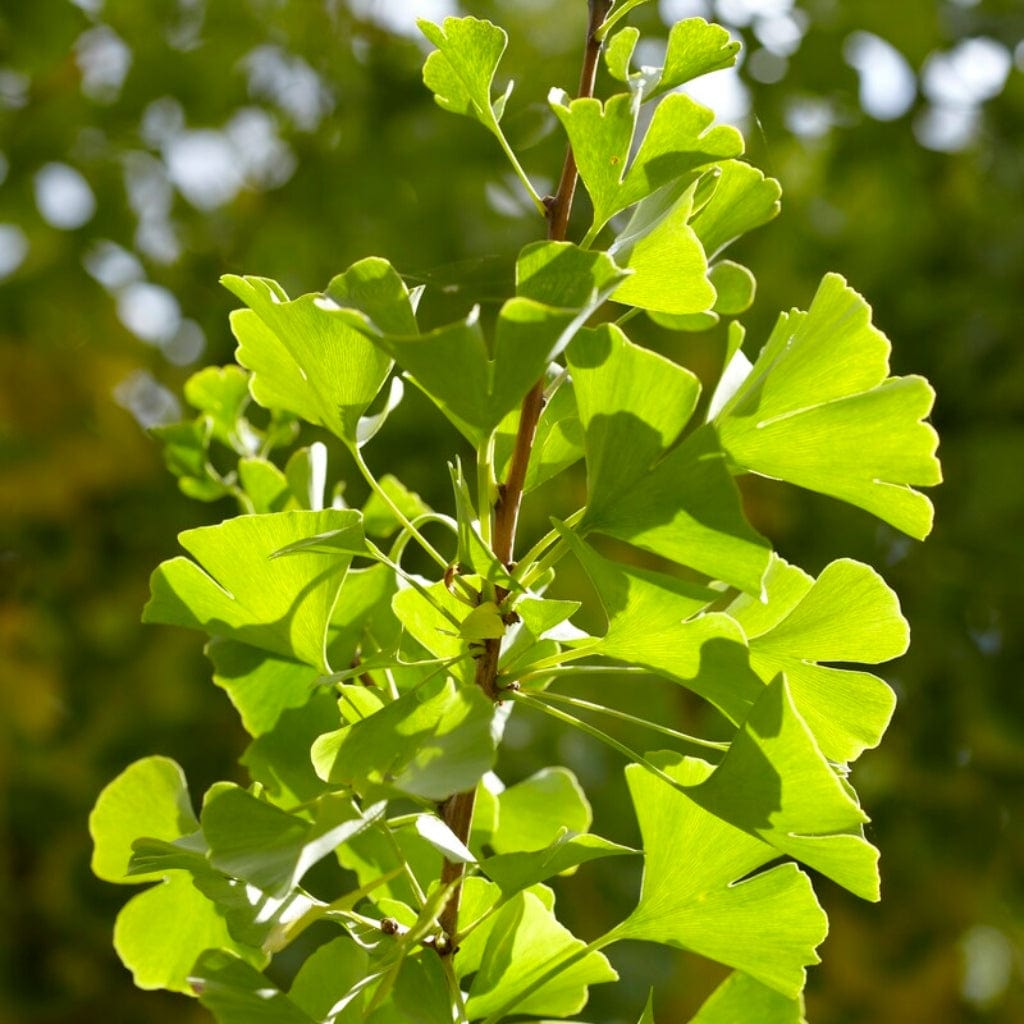 Ginkgo biloba 'Menhir'