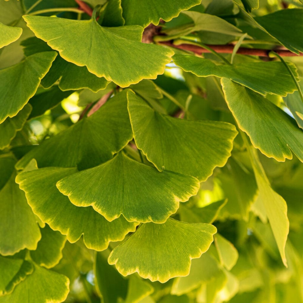 Ginkgo biloba 'Menhir'