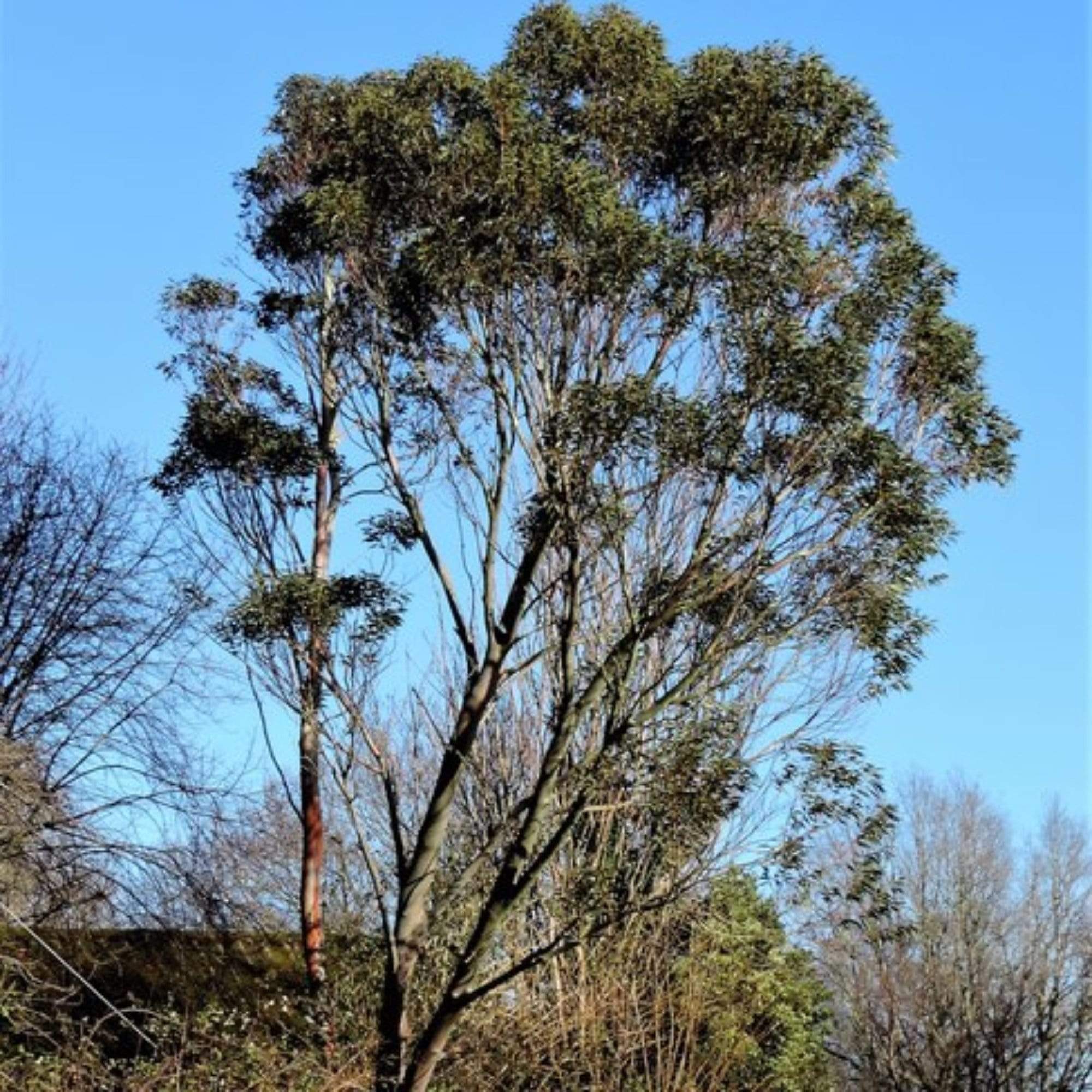 Eucalyptus pauciflora 'Niphophila'