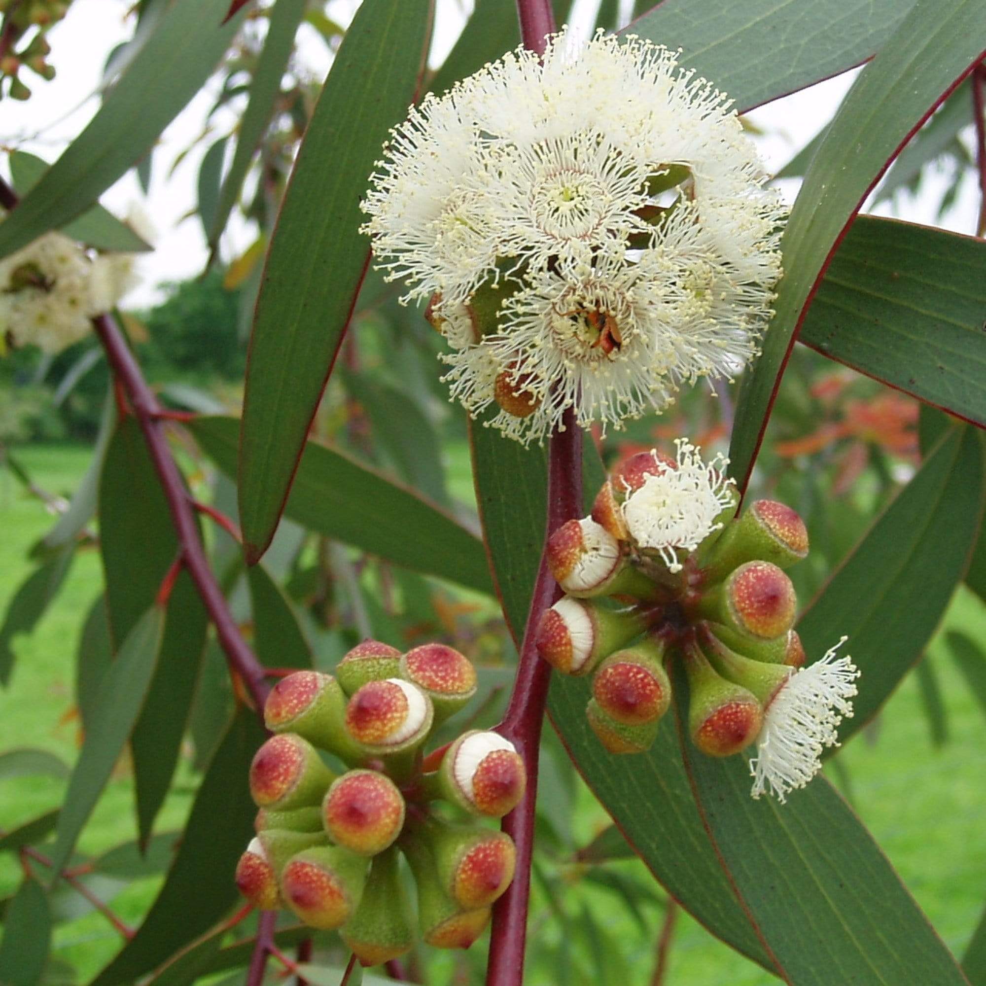 Eucalyptus pauciflora 'Niphophila'