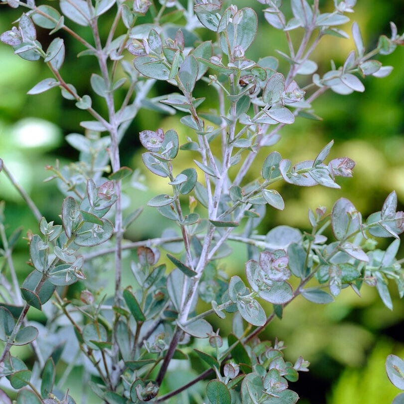 Eucalyptus gunnii