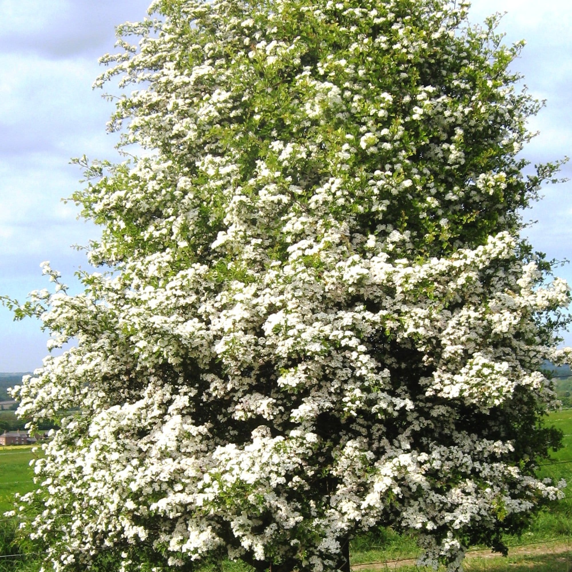 Crataegus x lavalleei 'Carrierei'