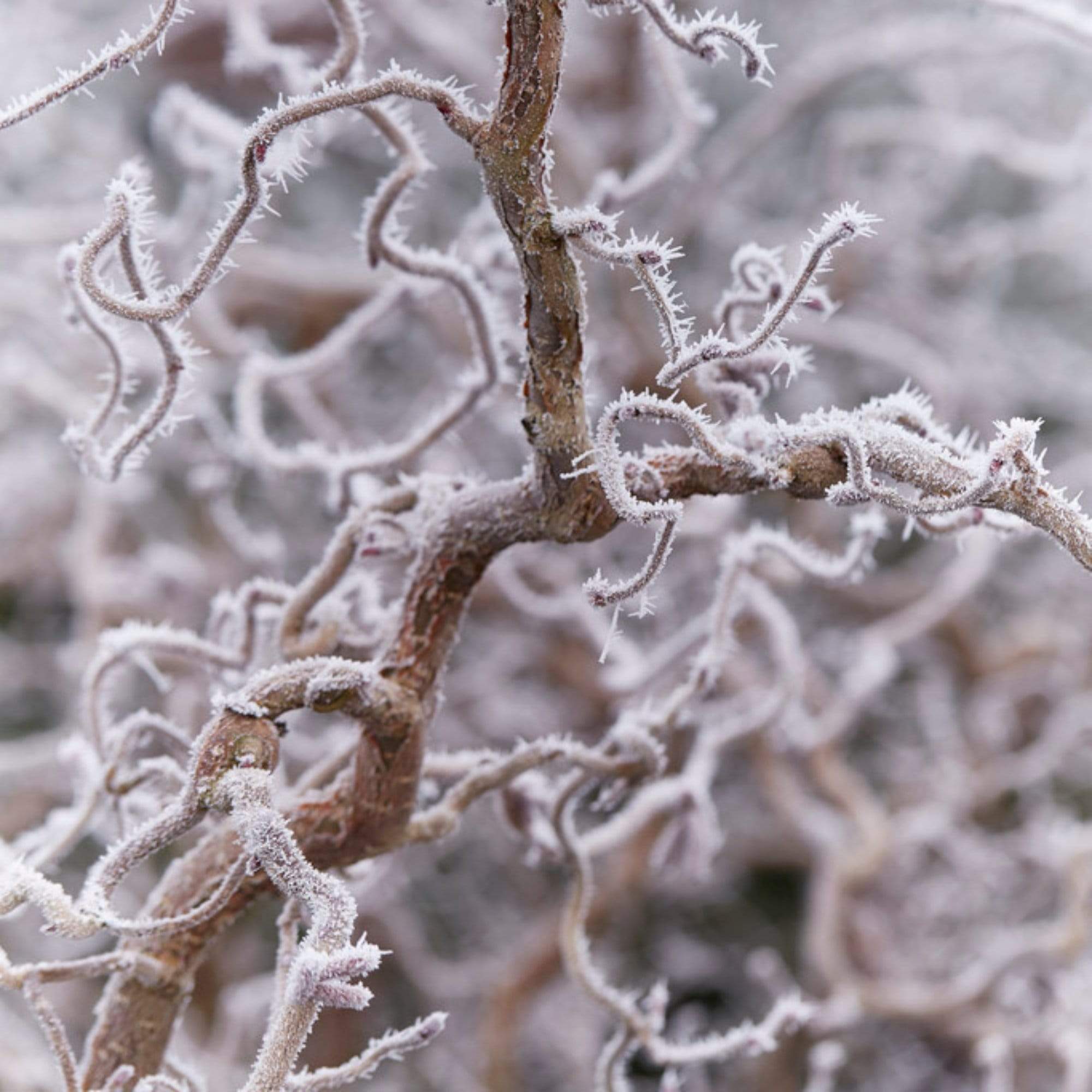 Corylus avellana 'Red Majestic'