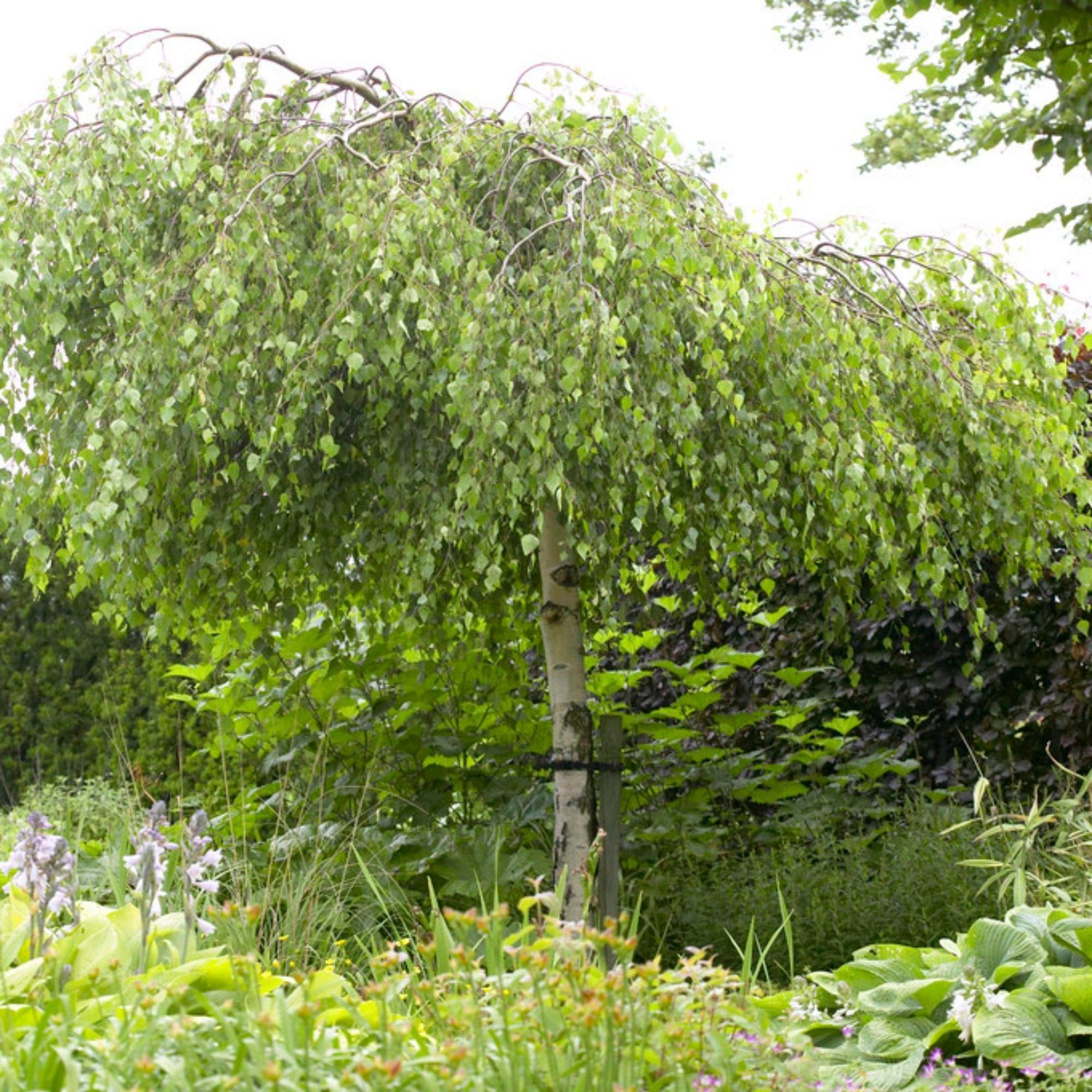 Betula pendula 'Youngii'